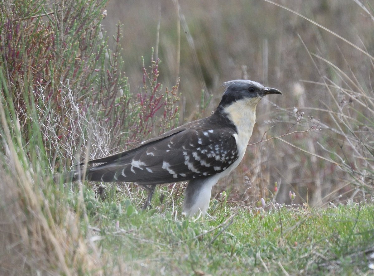JoKingDevon's tweet image. I really hoped to get his full glorious tail in the frame but by concentrating on his tail look what went and happened to his head! An almost but not quite good photo #Sigh #GreatSpottedCuckoo #Camargue #France