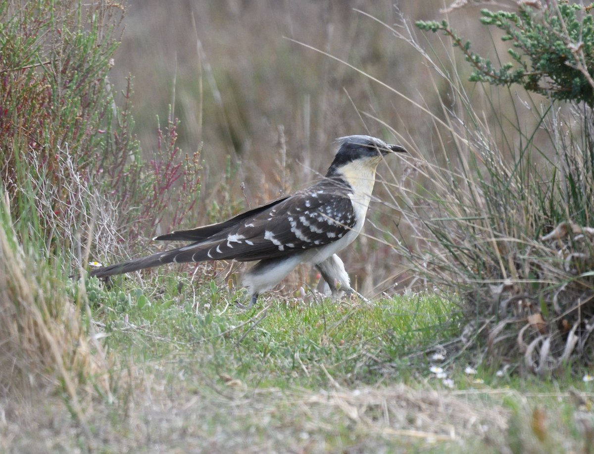 JoKingDevon's tweet image. I really hoped to get his full glorious tail in the frame but by concentrating on his tail look what went and happened to his head! An almost but not quite good photo #Sigh #GreatSpottedCuckoo #Camargue #France