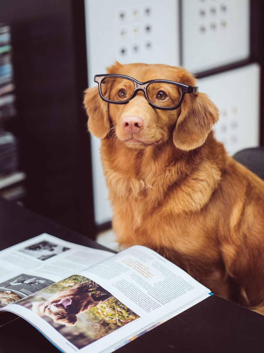 Daniel_Glasses's tweet photo. You're reading pet magazine🤣💕

#Glasses
#Dog https://t.co/y6e9vYYai5