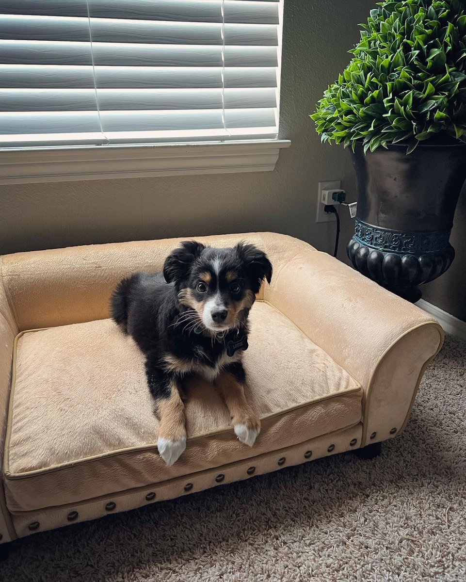 MatthewBooe's tweet image. Louie ❤️

#aussie #miniaussie #puppy