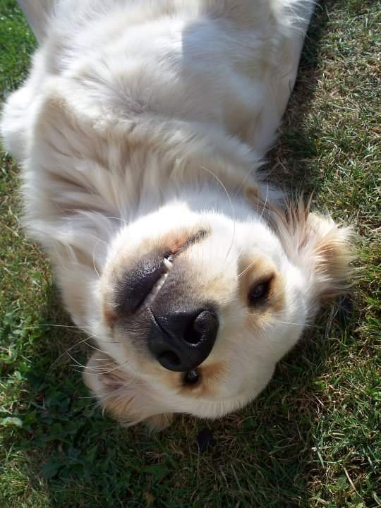 SilvieSlock's tweet photo. 14 prachtige jaren heb je ons gegeven, Abi. Slaap nu maar zacht, lieve snoes, wij vergeten je nooit. 🌈🌟💔 https://t.co/1QOg6EwxFI