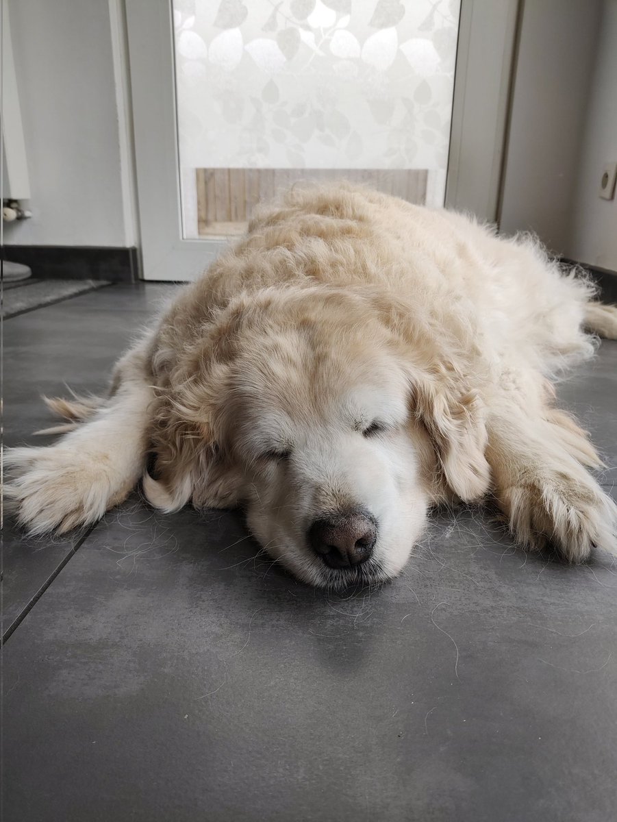 SilvieSlock's tweet photo. 14 prachtige jaren heb je ons gegeven, Abi. Slaap nu maar zacht, lieve snoes, wij vergeten je nooit. 🌈🌟💔 https://t.co/1QOg6EwxFI