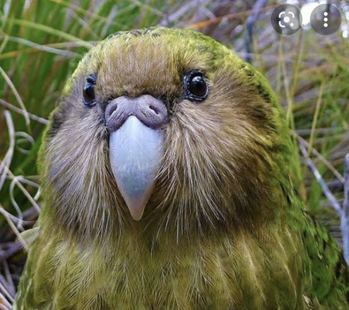 @IrelandTorin @LoisRobb1 @PrestonPixie New Zealand has a flightless owl/parrot called a Kakapo. Also Jacinda Ardern is the best leader in the world. Good enough reasons for me!