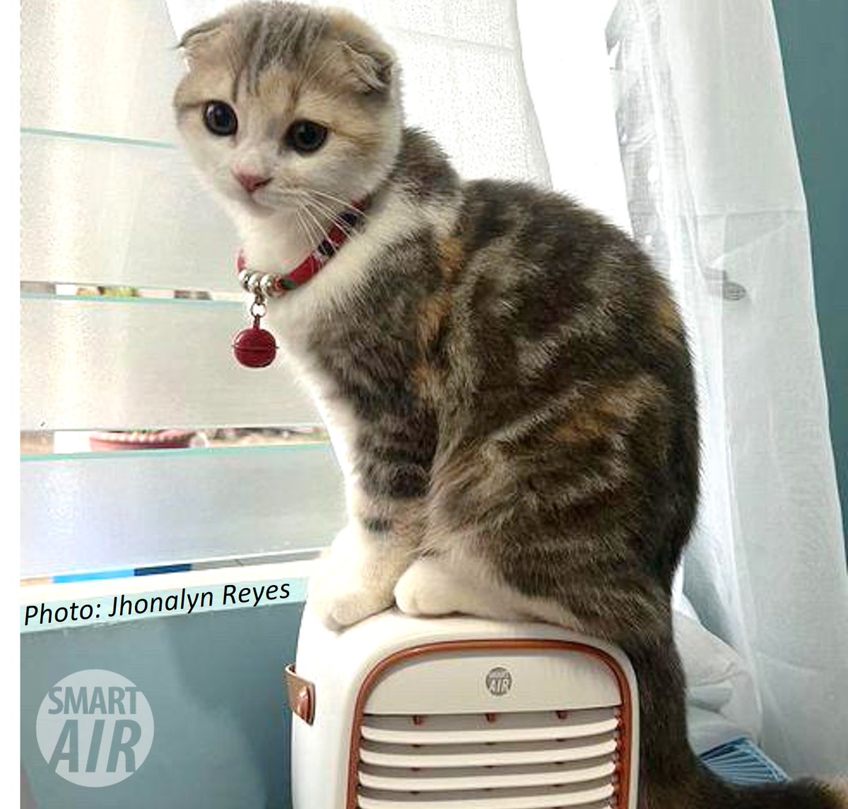 If you are allergic to pets, an air cleaner can reduce allergens in the air.

If you aren't allergic to cats, check out our cutie on a QT(3) travel air purifier 💕. 

Your furry friend needs to breathe clean air too 💨💨

#airquality #petdander #catsofTwitter #catsofinstagram