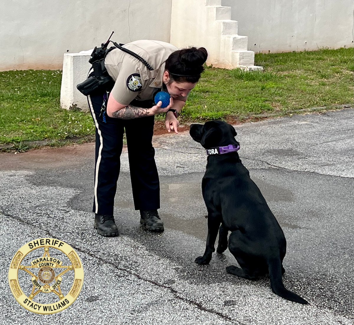 HCSO_K9Tora's tweet photo. A little #focus session before starting duty tonight!
@JordanB72891269
#K9Tora๐พ๐
#k9unit #girlpower #onduty #femalek9unit #crimefightingduo #balllife #workingdog #labrador #focused #goodgirl #purplecollar #readytogo https://t.co/1PcuOkqyIF