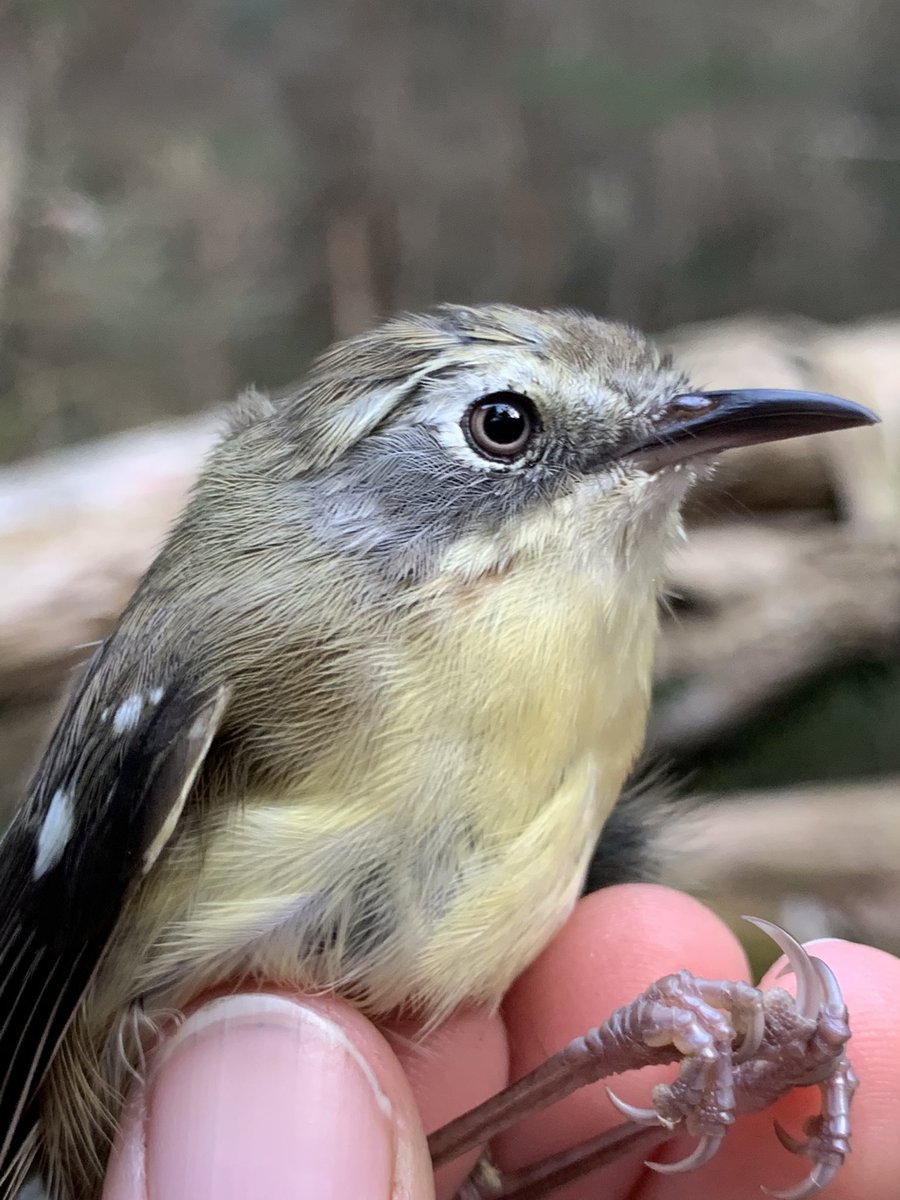 teamswiftparrot's tweet photo. King Island scrubtits are among Australia’s most endangered birds - @CratesRoss &amp; @CatMYoung are doing a genetic study to identify new approaches to protecting them! 
🤍🤎💛 1/2 https://t.co/5cyoaStrfj