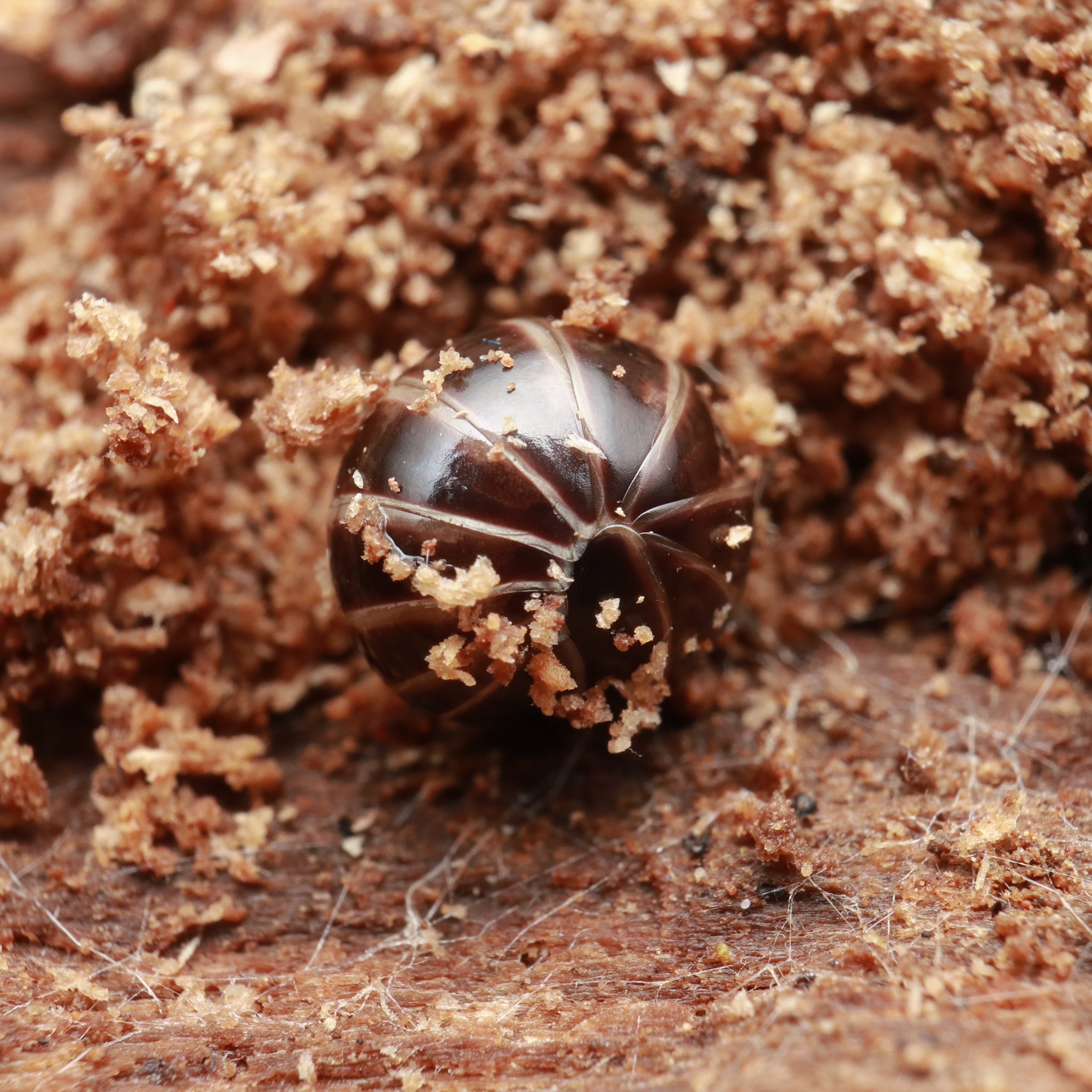 Emura Tetsuya 初めて見た 認識した タマヤスデ 裏を見ると脚が明らかにダンゴムシ とは違うが 存在を知らなかったら見逃してる 頭部の後ろが捲れ上がったような筋が入っていてかわいい シロヘリタマヤスデの可能性あるが わからないのでとりあえず