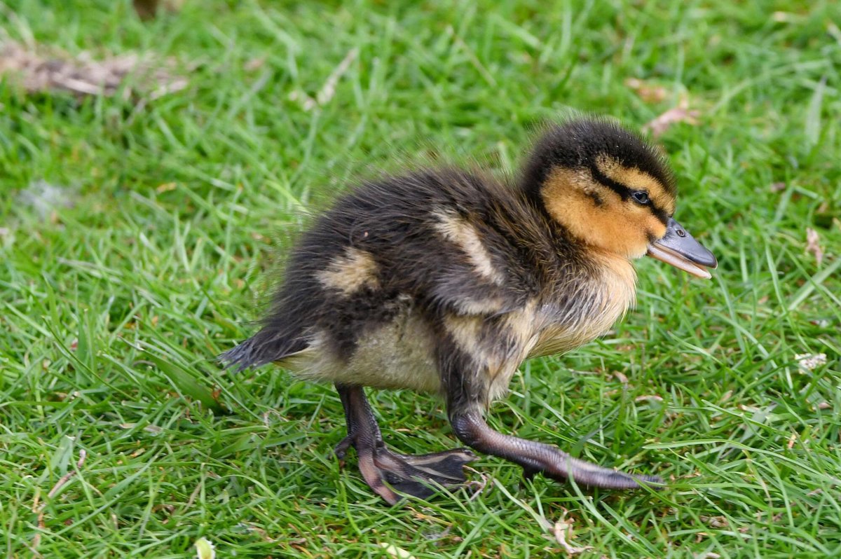 deansladen88's tweet photo. That time of the year again, new life comes into the world of the #wild #wildlife #wildlifephotography #BirdsSeenIn2022 #newborn #chick #duckling #photography #photooftheday #NaturePhotography #NatureBeauty #nature @WWTMartinMere https://t.co/gPLJSpuKve