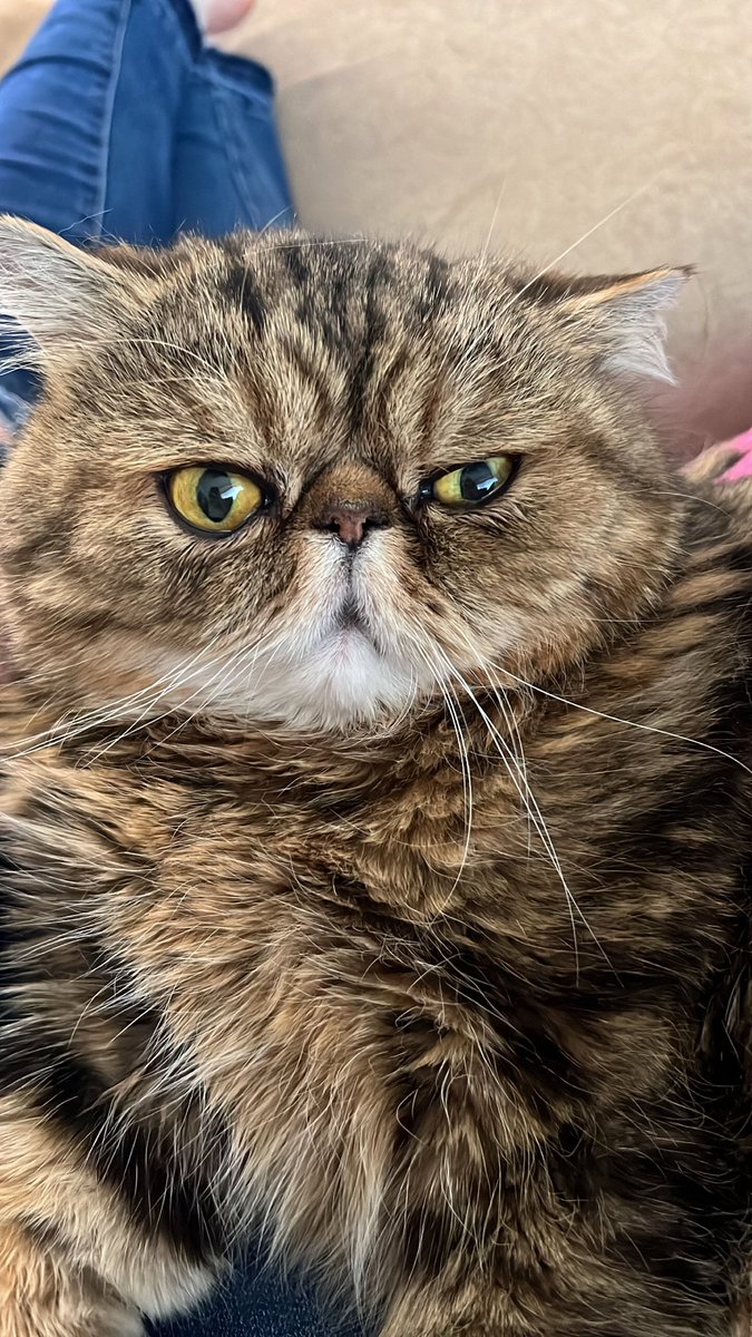 LauraGraver11's tweet photo. My fat boy #mumfordjones #exoticshorthaircat https://t.co/fskGtN5gmK