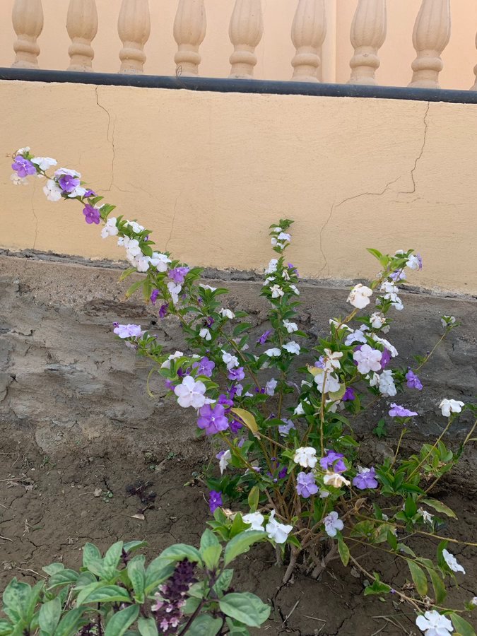 شجيرة اليوم  والأمس والغد  🌸☘️
او الياسمين الياباني 
شجيره جميلة  ولطيفة  ينتشر  عطرها الفواح في المكان 
هذي هي الان في حديقة مسجدنا 
وسميت بسبب تغير لون الزهره الواحده في تغير متتابع من الابيض الى الوردي الفاتح الى البنفسج