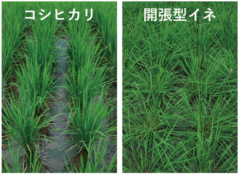 NARO_JP's tweet photo. 農研機構は、米の品質や収量は保持しつつ、雑草の生育を抑制する「開張型」のイネを開発しました。

開張型イネは、従来の品種に比べて効率的に太陽光を遮ることで水稲群落下の雑草の生育を元品種の半分以下に抑制します。
（2022年4月5日プレスリリース）
https://t.co/IXu8QajU7L https://t.co/gOWFIDCiZh