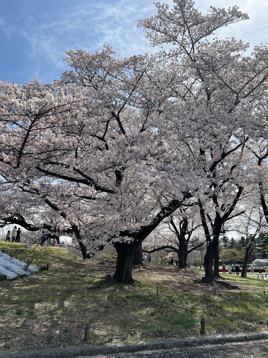 セキヤ tweet media