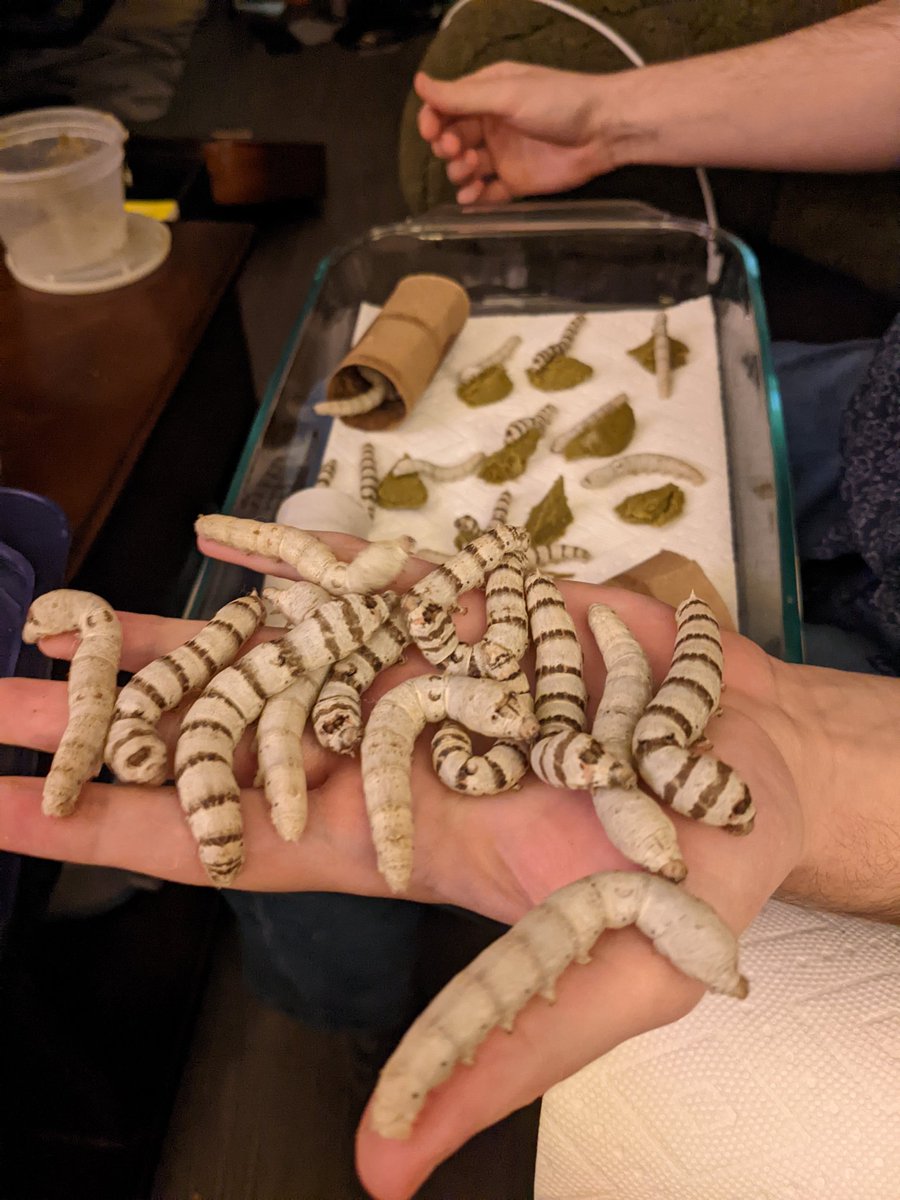 Escher Cattle tweet media