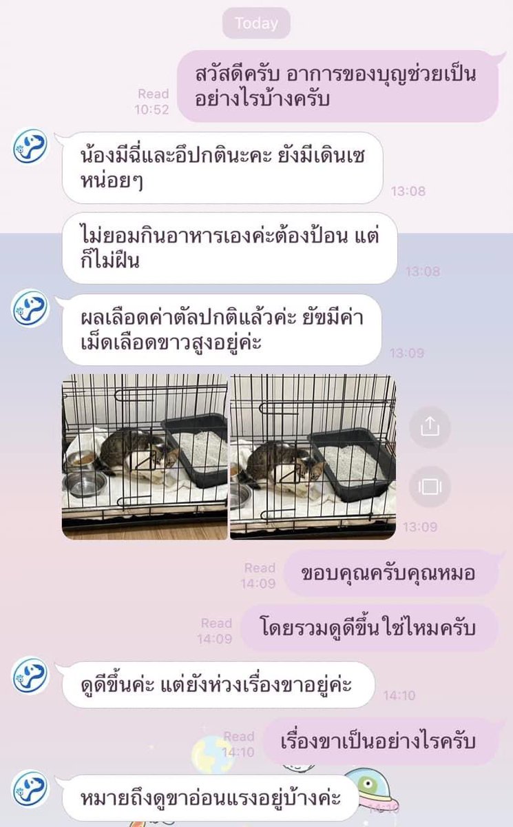 pxn97's tweet photo. รายงานน้องแงวสองวันก่อน+เมื่อวานค่ะ น้องดูสดใสขึ้นเยอะเลยขอบคุณทุกคนนะคะ https://t.co/AIcQmtpNRz