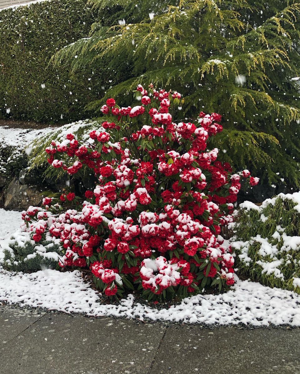 slovak's tweet photo. @tessvanstraaten @CHEK_News @CHEK_media North Nanaimo this morning https://t.co/jleetBpLzJ