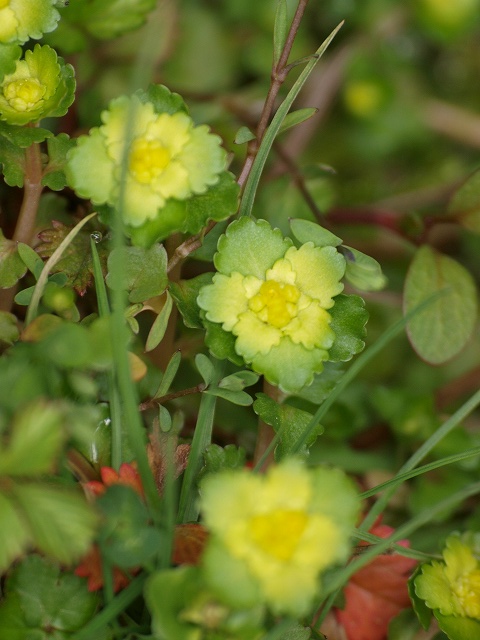 3061hiro's tweet photo. シロバナタンポポ（白花蒲公英）
今年も咲いています♪
学名　＃Taraxacum albidum

ネコノメソウ（猫の目草）
若々しい春色です(#^.^#)
学名　＃Chrysosplenium grayanum

＃シロバナタンポポ　＃ネコノメソウ https://t.co/fcXhI4wruZ