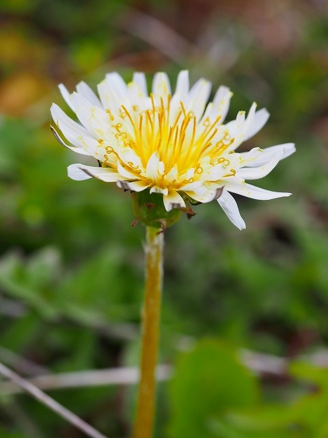 3061hiro's tweet photo. シロバナタンポポ（白花蒲公英）
今年も咲いています♪
学名　＃Taraxacum albidum

ネコノメソウ（猫の目草）
若々しい春色です(#^.^#)
学名　＃Chrysosplenium grayanum

＃シロバナタンポポ　＃ネコノメソウ https://t.co/fcXhI4wruZ