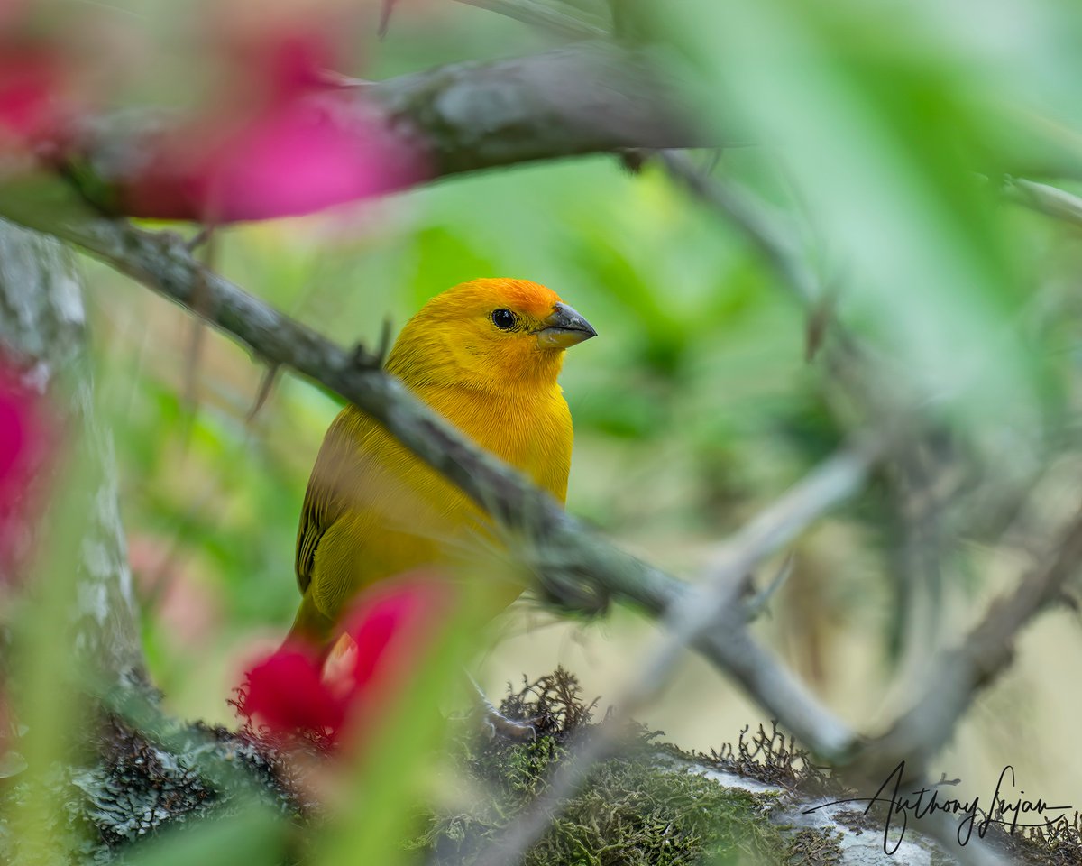 anthonylujan's tweet photo. This Saffron Finch was inching its way out of the bushes. Maybe it knew back at home I had a feeder for his cousins. What a handsome dude!
Colombia March 2022
Sony A1 - Sony 600mm
#SaffronFinch #Finch #kings_birds #nuts_about_birds #eye_spy_birds #nature #natgeoyourshot #na... https://t.co/FTEYBPYx9A