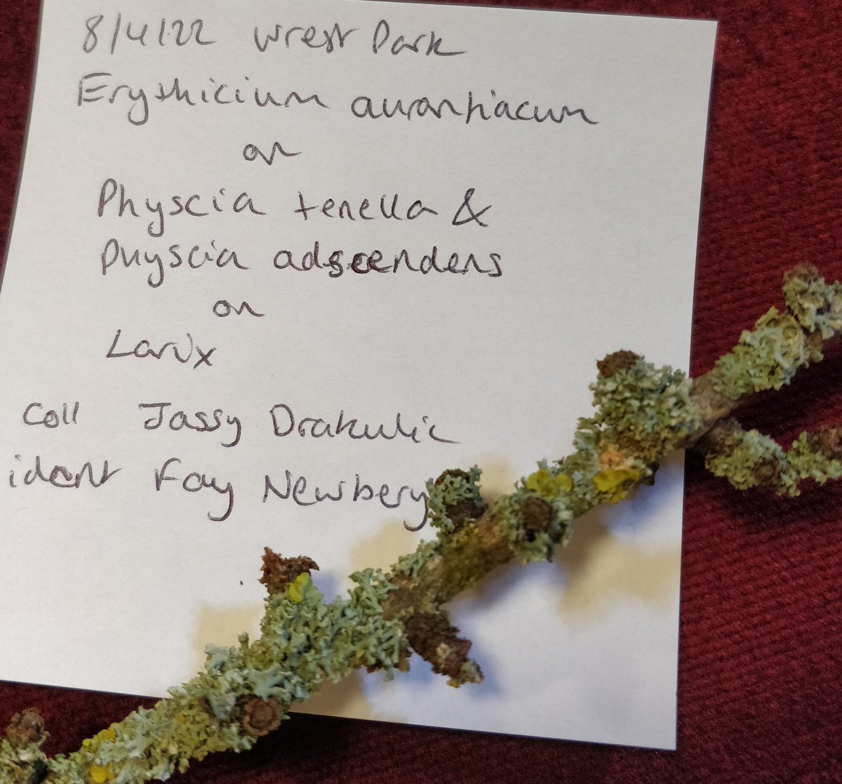 Jassydrak's tweet photo. More new finds for me from the #BMS125 spring meeting: a parasitic fungus on a sedge rust, a peach-coloured lichenicolous fungus, turquoise wood from a green elf cup species, and dainty but deadly Galleria marginata aka the funeral bell ๐๐๐คฉ https://t.co/2P8iOTPdqB