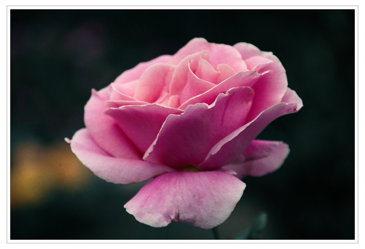 Pink rose. Kodachrome 35mm sim. #sonya7r2 #sonya7rii