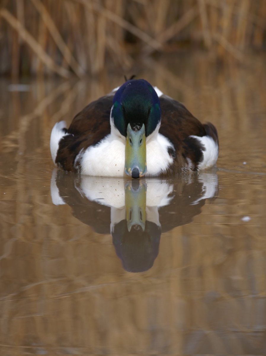📣 4 U today only, $100? $50? NO! feed the ducks for 🆓 unbelievable wearhouse deal! the savings are amazing 🤣 retweet and this bot will 🚚 a snack to the 🦆 twitch.tv/dashducks
