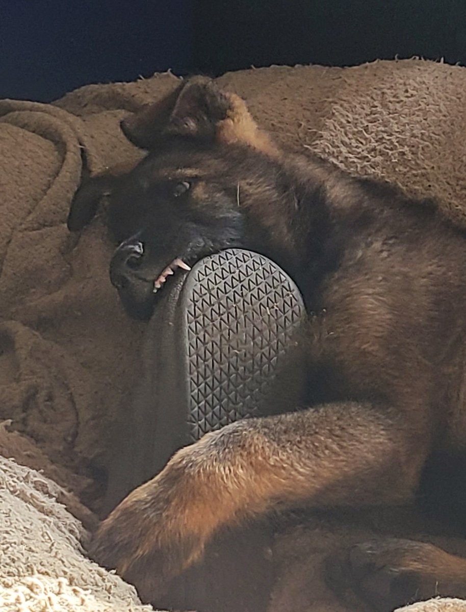 JBMEquiFarms's tweet photo. The suck up FACE after and when caught with my slipper
#puppyinthehouse #germansheherd
#11weeksold
#muffit #Oscar 🤔 https://t.co/bTy8fcNVXN