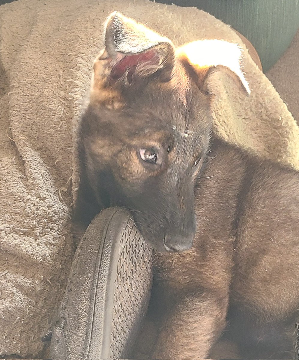 JBMEquiFarms's tweet photo. The suck up FACE after and when caught with my slipper
#puppyinthehouse #germansheherd
#11weeksold
#muffit #Oscar 🤔 https://t.co/bTy8fcNVXN