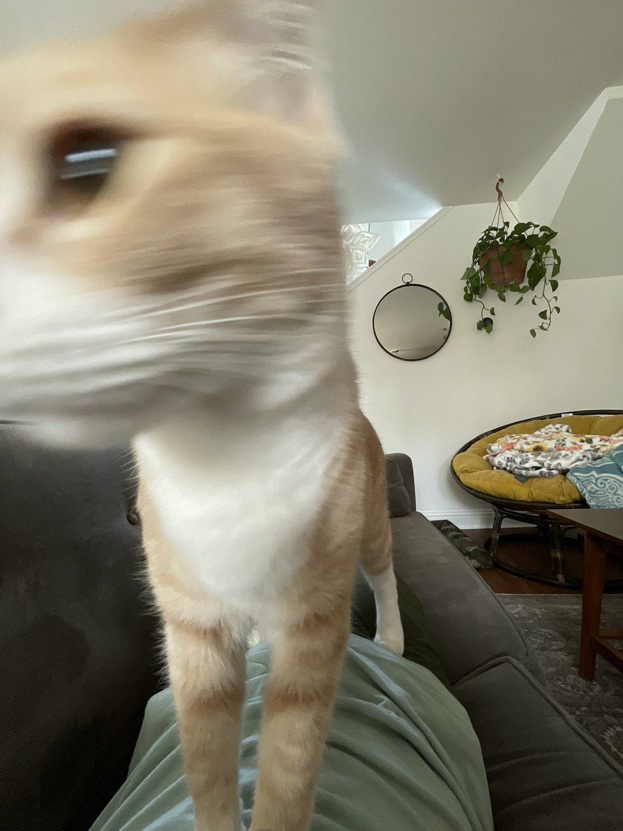 JSourivongs's tweet photo. POV: you laid on the couch https://t.co/F9OymMh8Gk