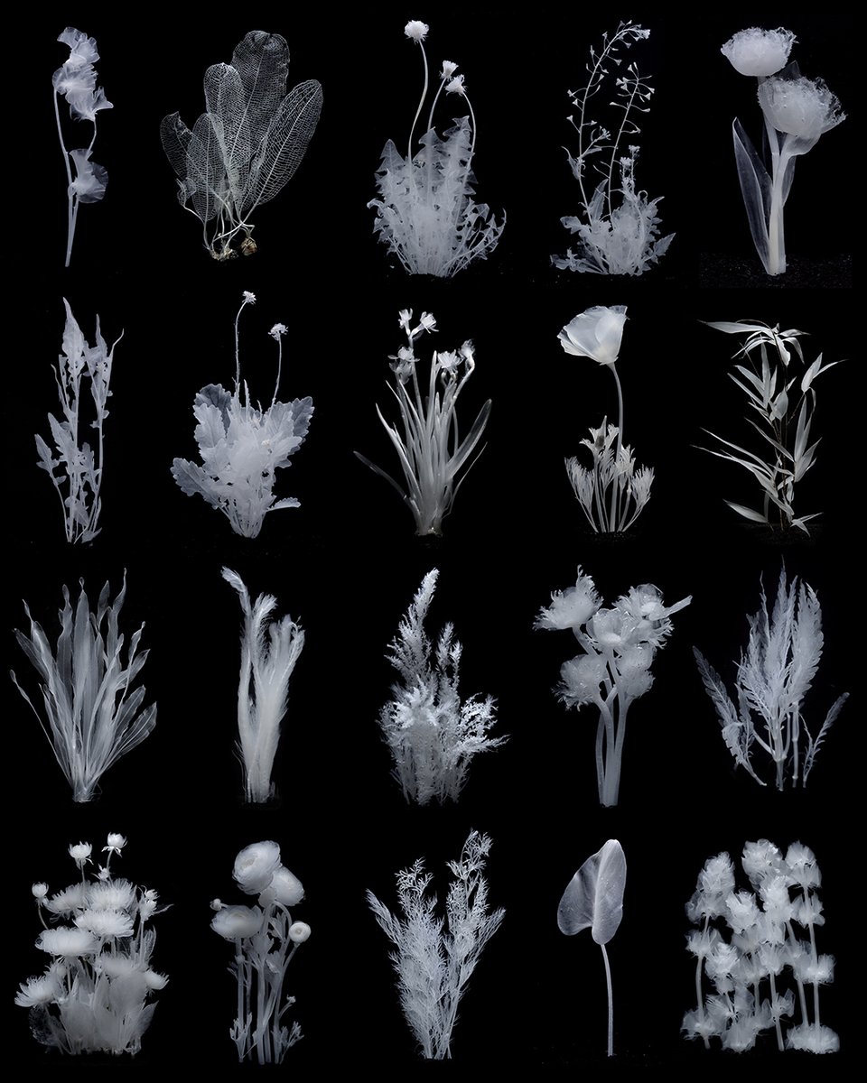 Growing Afterlife Garden