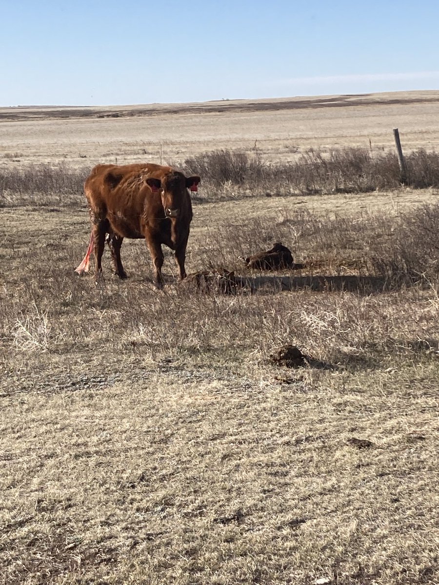 First set of twins this year.