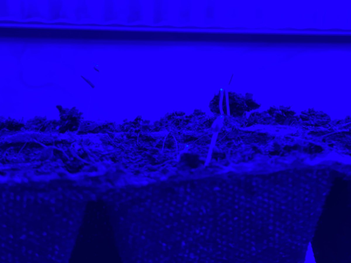 Todays rainy day project: Adding on to the seed-starting rig with a blue LED light strip and a heating pad for those just-sprouted starts! 🔵💡🌱