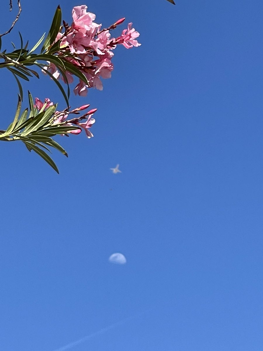 bobby_kountz's tweet photo. I just returned from my Sunday afternoon “Wonder Walk.” #TrackingWonder #Wonder #WonderWalk @JeffreyDavis108
When you walk, what do you see?
Here’s what I saw: #Pictures #Flowers #DayMoon #Perspective #Intention #Mindfulness #WonderFilledDay 😊😎 https://t.co/Y26DcgQ45S