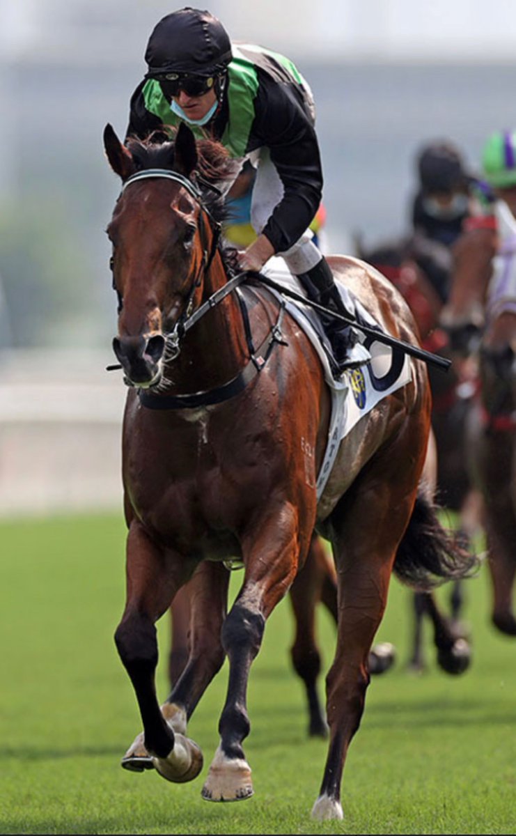 widdenstud's tweet photo. Boom ⭐️STAR WITNESS⭐️ sprinter NERVOUS WITNESS (7:4-1-2) posted a sizzling 1000m win at Sha Tin on Sunday in 🔥55.85sec!🔥 
STAR WITNESS also has the unbeaten GALAXY WITNESS (3 wins) surging through the ranks in Hong Kong💪🏻
#StarWitness #WiddenVic https://t.co/oGaq0V5mbS