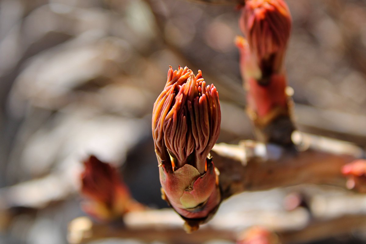 Klippy27's tweet photo. Klip-Pic of the week.

#spring 
#ToledoZoo
#BuddingPlant 
#photography 
#photographer 
#NaturePhotography 
#macrophotography 
#KlipPics 
#photooftheweek https://t.co/Fy5Mjgbp3F