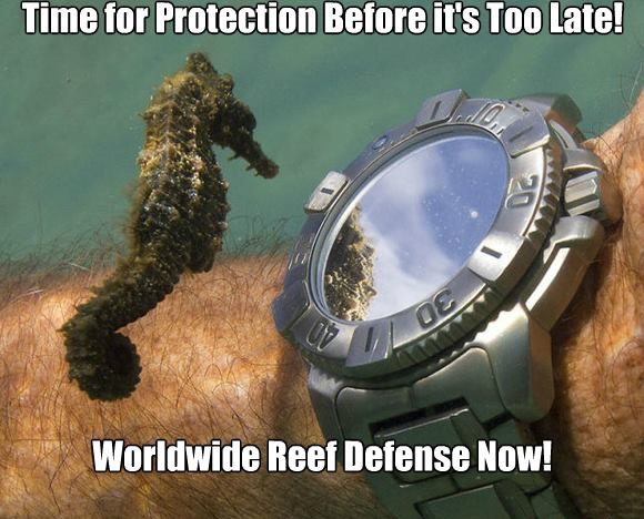 sea_saved's tweet photo. Attention Divers Worldwide...
#DiversDirective
Leave Nothing...Touch Nothing...Take Nothing!
It's Forbidden to Interfere With the Natural Course of Nature...
Collecting Wildlife Goes Against the Laws of Nature and Breaks the Diver's Code of Ethics Directive!
Please Pass Along... https://t.co/DHKeJswfoO