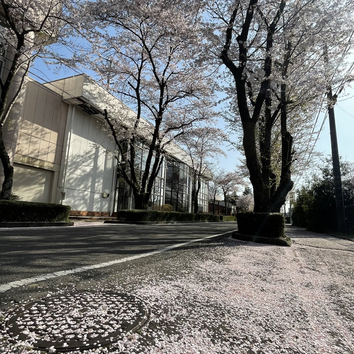 chigucheez's tweet photo. 栃木桜巡り③はじめましての那須乃木神社。神社前の乃木通りの桜並木と地面の散った桜、そして花手水も美しかった。#CherryTreeLane leading to Nasu Nogi Shrine. Fallen petals on the ground. Sakura decor at the hand&amp;mouth purification fountain was pretty,too.#DiscoverTochigi #sakura2022 https://t.co/HN647KCZQ4