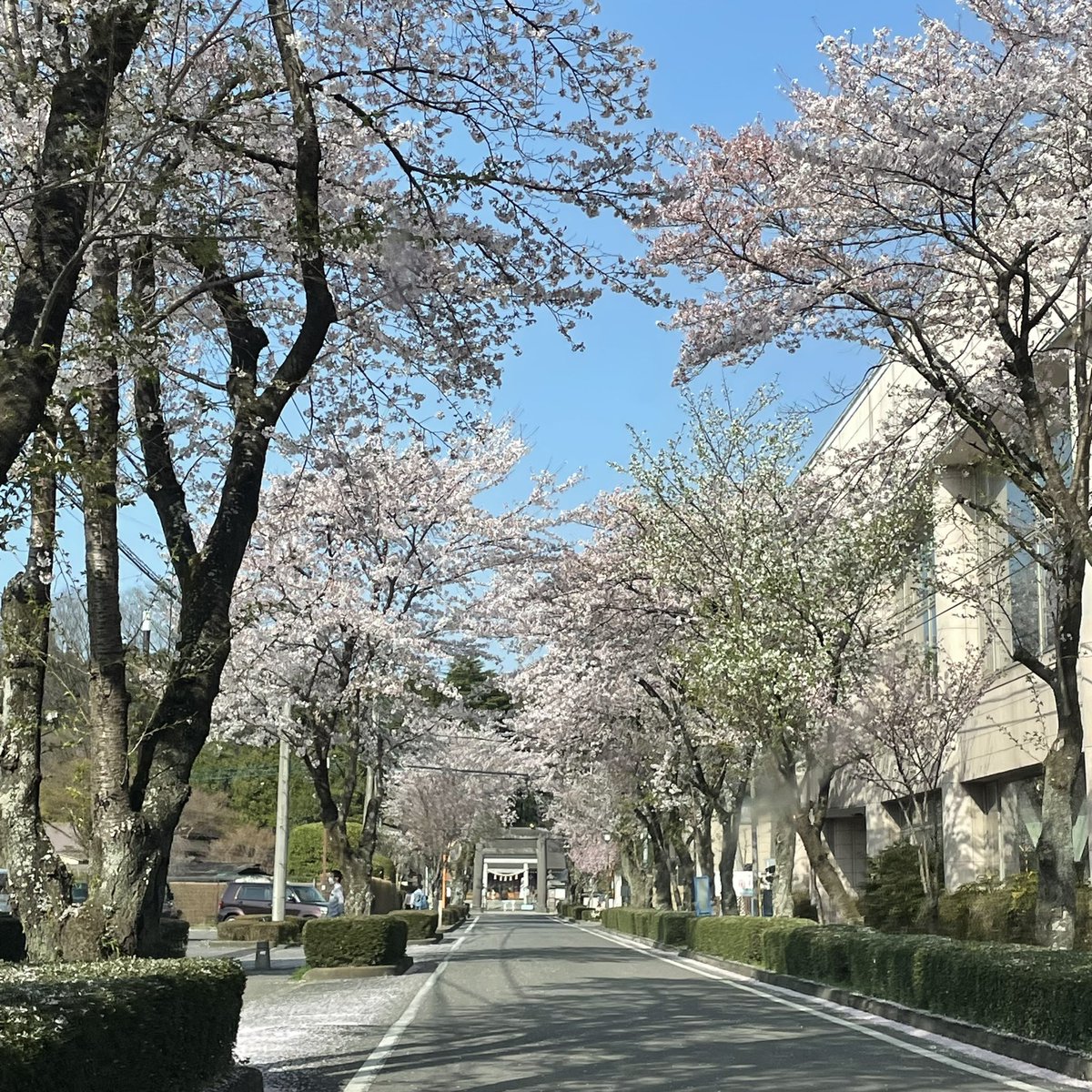 chigucheez's tweet photo. 栃木桜巡り③はじめましての那須乃木神社。神社前の乃木通りの桜並木と地面の散った桜、そして花手水も美しかった。#CherryTreeLane leading to Nasu Nogi Shrine. Fallen petals on the ground. Sakura decor at the hand&amp;mouth purification fountain was pretty,too.#DiscoverTochigi #sakura2022 https://t.co/HN647KCZQ4