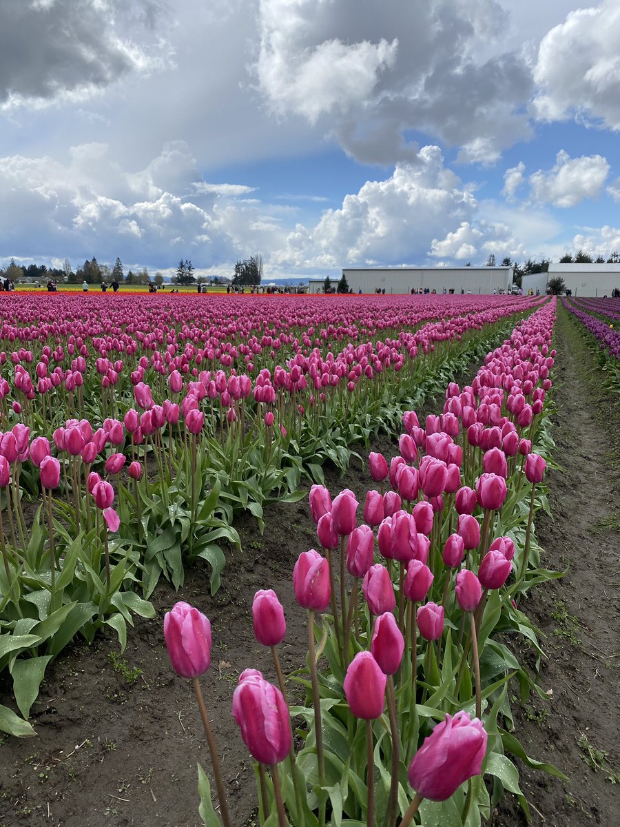 whit_wanders's tweet photo. April is the season of tulips 🌷🌷🌷 #tulips #skagitvalley https://t.co/vyiXBKwsgK