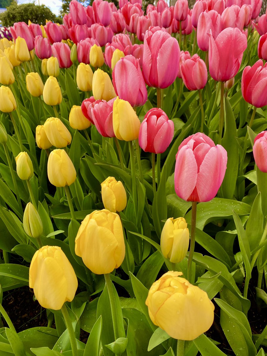 whit_wanders's tweet photo. April is the season of tulips 🌷🌷🌷 #tulips #skagitvalley https://t.co/vyiXBKwsgK