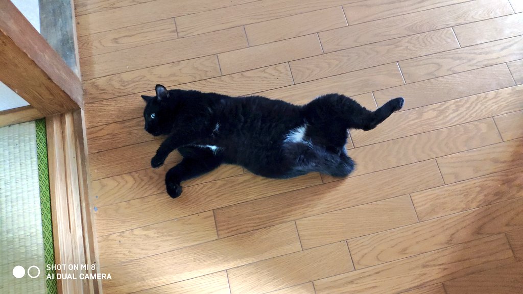 neko_ch_an's tweet photo. 最近暑くなってきたのか猫が仰向けで床に落ちてる https://t.co/DzkDCw1Eng