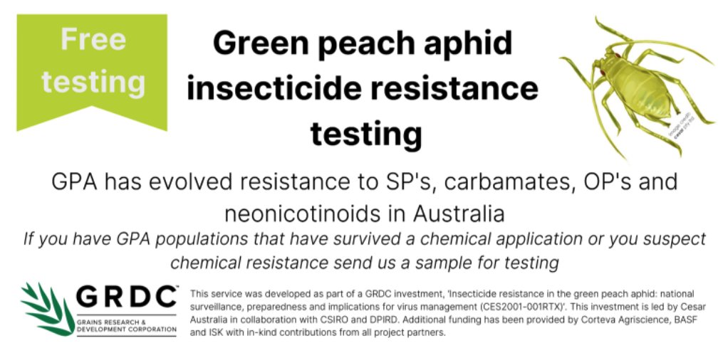 cesaraustralia's tweet photo. #GreenPeachAphid insecticide resistance testing, if you suspect there is chemical resistance, you can send us a sample for testing. Get in touch, and we will send you a guide of how to send us your samples 🪲🪲🪲

@theGRDC #Insecticideresistance https://t.co/CEKxvHcrGR