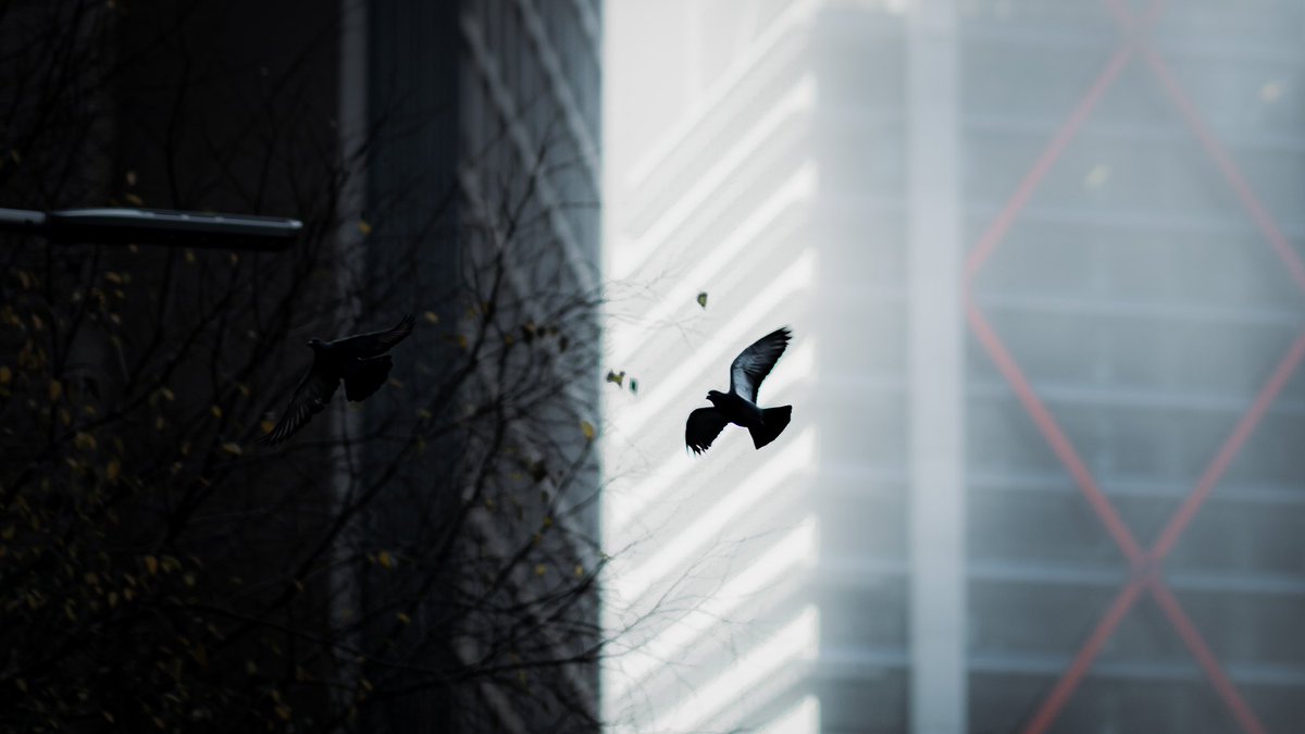 declanrmc's tweet image. misty mornings