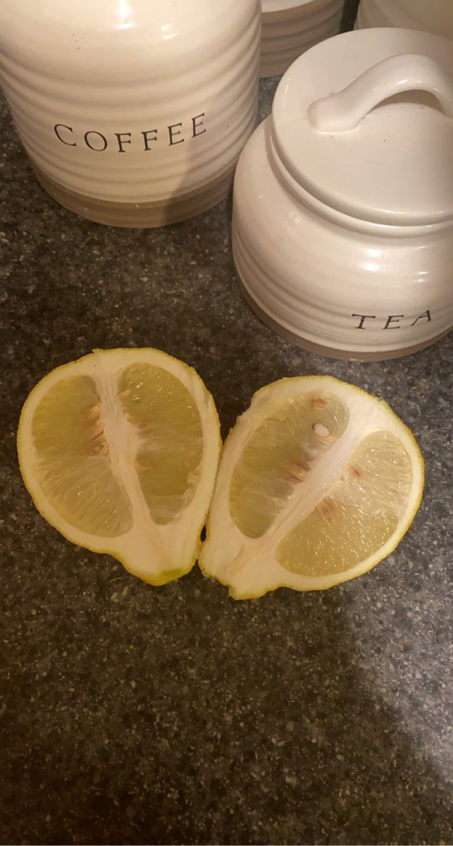 wdcornette's tweet photo. A year later and Bruce grew a lemon.🍋💁🏻‍♀️ https://t.co/i4OJEqQpOu
