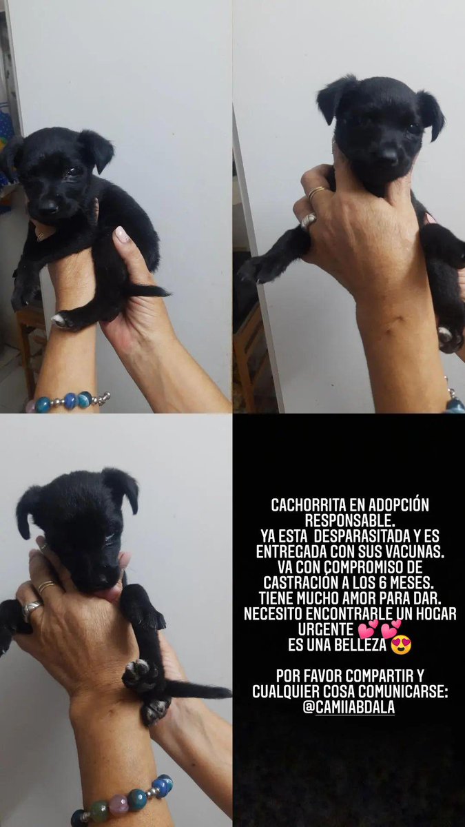 cami_abdala's tweet photo. Por favor compartir 🙏! Necesito encontrarle un hogar que le dé mucho amor a esta BB. https://t.co/Gm6SCc8A6U