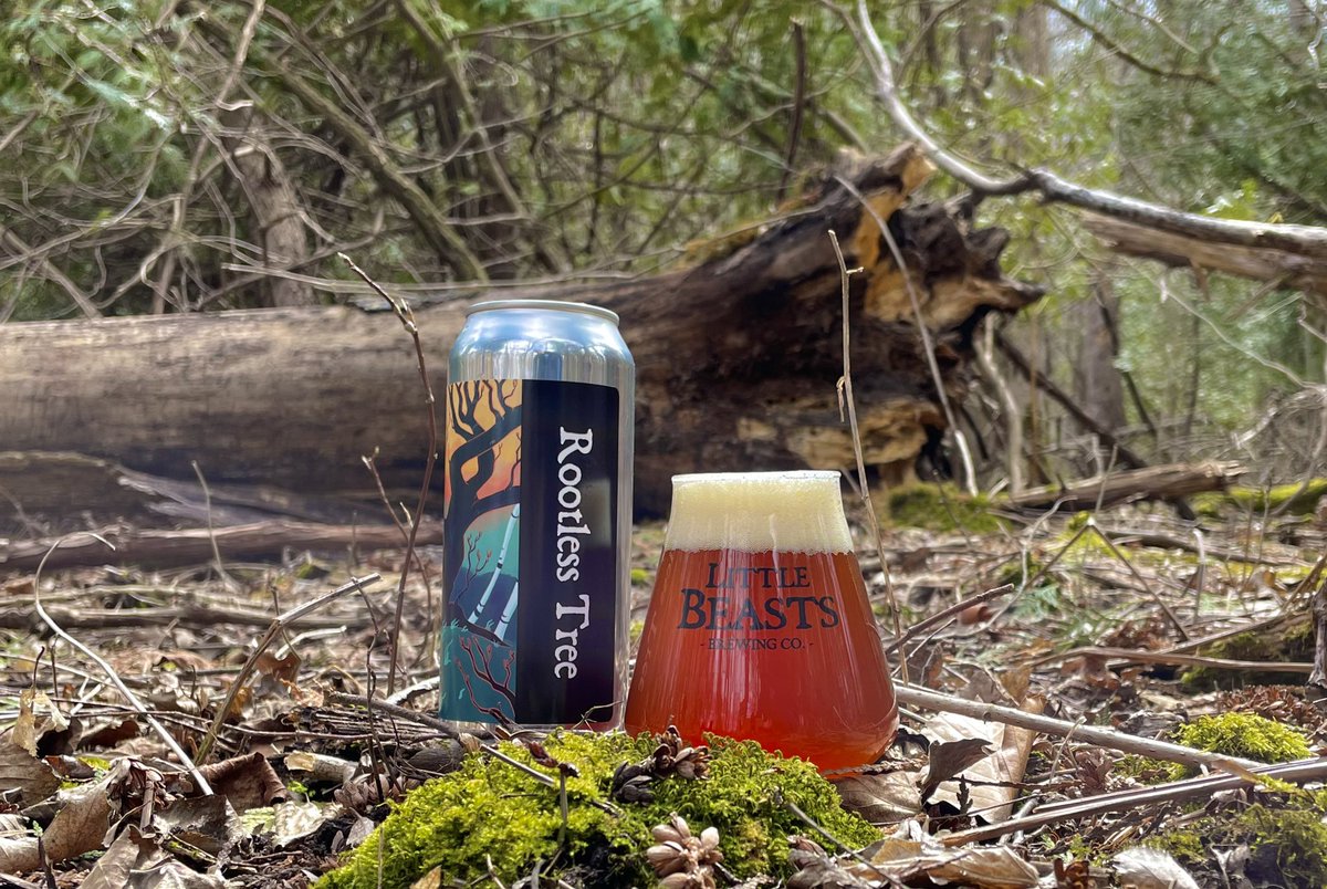 There’s only one destiny for a Rootless Tree...it will eventually disappear. And such was the case for my Rootless Tree Patersbier from <a href="/LilBeastsBrewCo/">LittleBeastsBrewCo</a>. Amber in colour, Belgian in character, with notes of biscuit and toffee, this is a highly sessionable beer you’ll want to try!