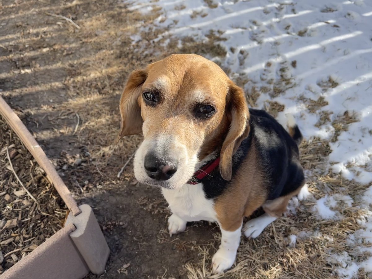 I’m 14 today, pals! I was informed that makes me an old man. To disabuse my family of that label, I made sure engage in some appropriately mischievous beagle shenanigans. They laughed. 🐾 #birthdaybeagle #beagling