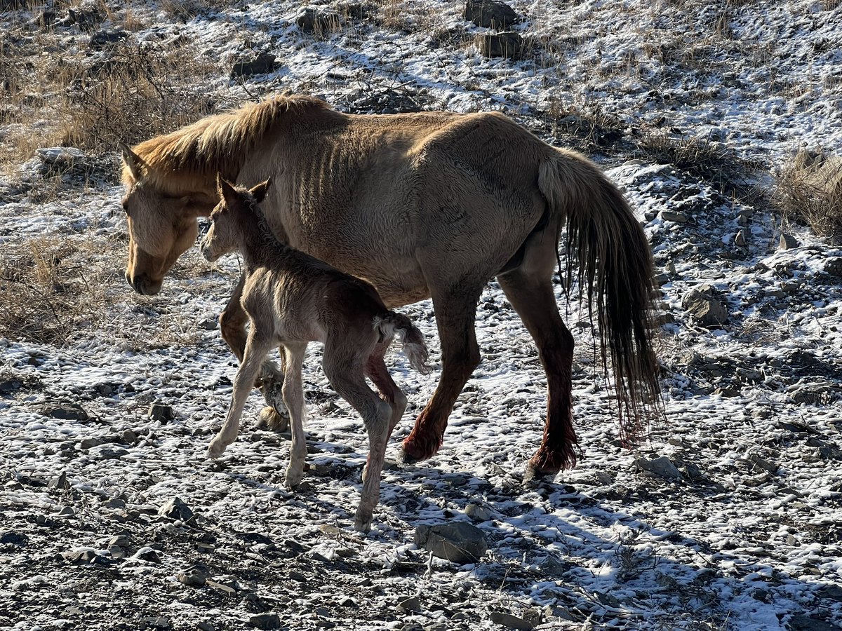 Өглөөн нарнаар унагалж