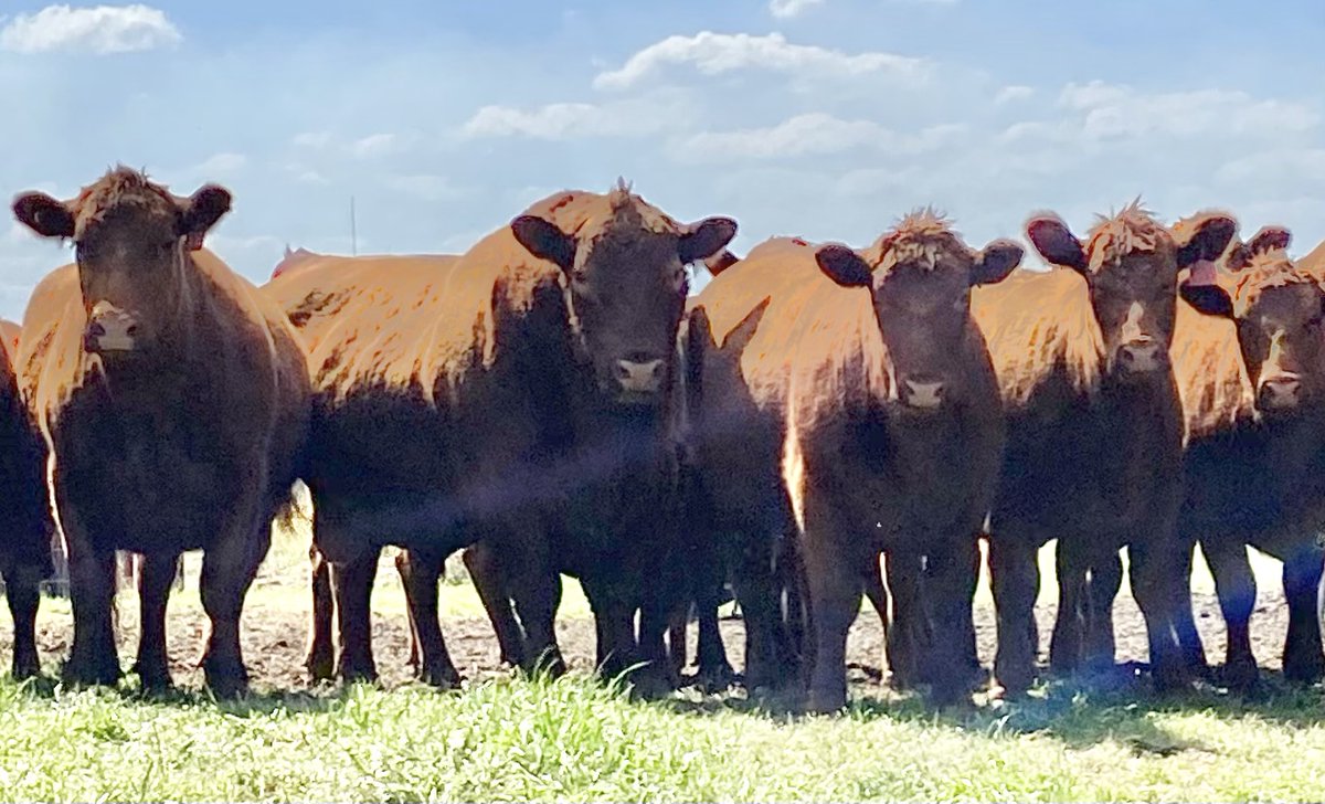 PrimariusReds's tweet image. Primarius Reds - LCA Merle 717E with several Red Angus young cows at the farm in Georgia