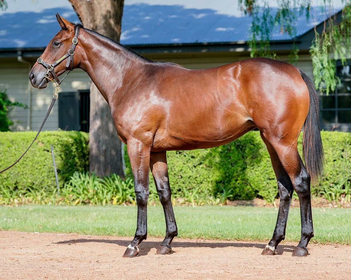 VineryStud's tweet photo. #VineryGraduate EMALEAH (#Headwater x Malacca Cane) broke through for her maiden win at @GCTurfClub on Saturday.
The John Smerdon trainee won by 1.5 lengths under jockey Noel Callow over the 1400m trip. https://t.co/h64onWZko3