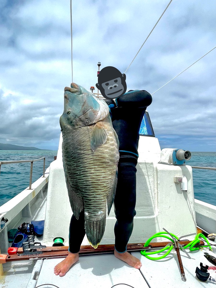 srcsyo4484's tweet photo. 記録更新
 #スピアフィッシング #ナポレオンフィッシュ #メガネモチノウオ #沖縄 #石垣島 https://t.co/6ixRrLrVLa